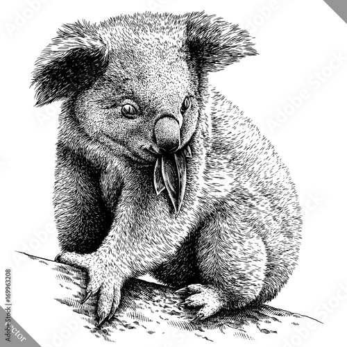 black and white engrave isolated Koala vector illustration