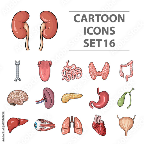 Human organs set icons in cartoon style. Big collection of human organs vector symbol stock illustration