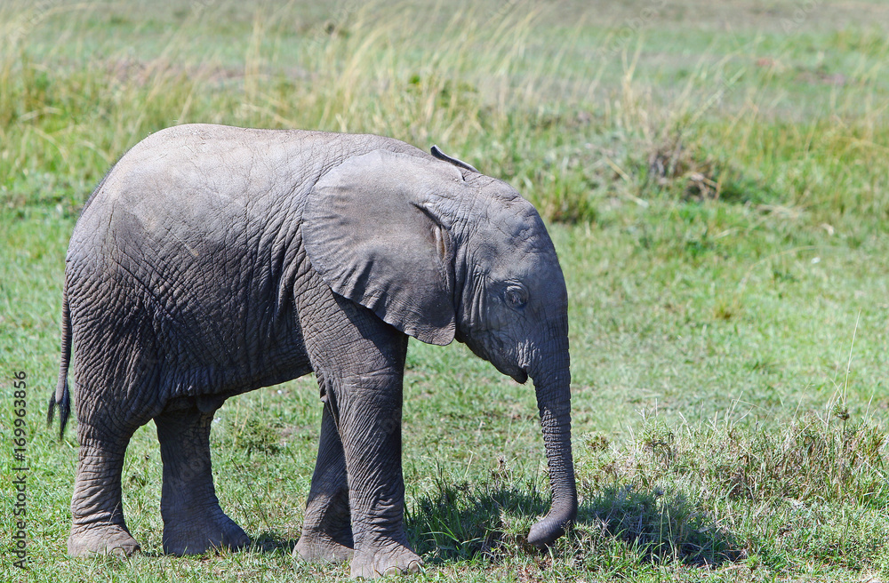 Fototapeta premium A baby Elephant (Loxondonta) standing on the lush green plains of the Masai Mara. The Mother has moved away, but the baby wants to continue grazing on the lush grass. Masai Mara, Kenya