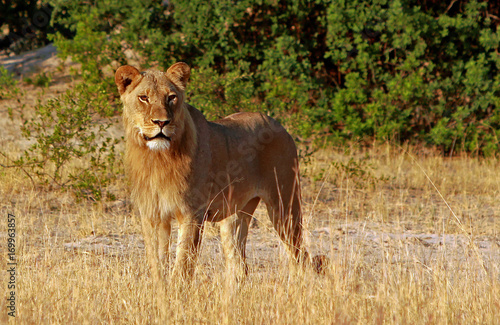 Adolescent Lion Standing on the African Plains looking directly ahead