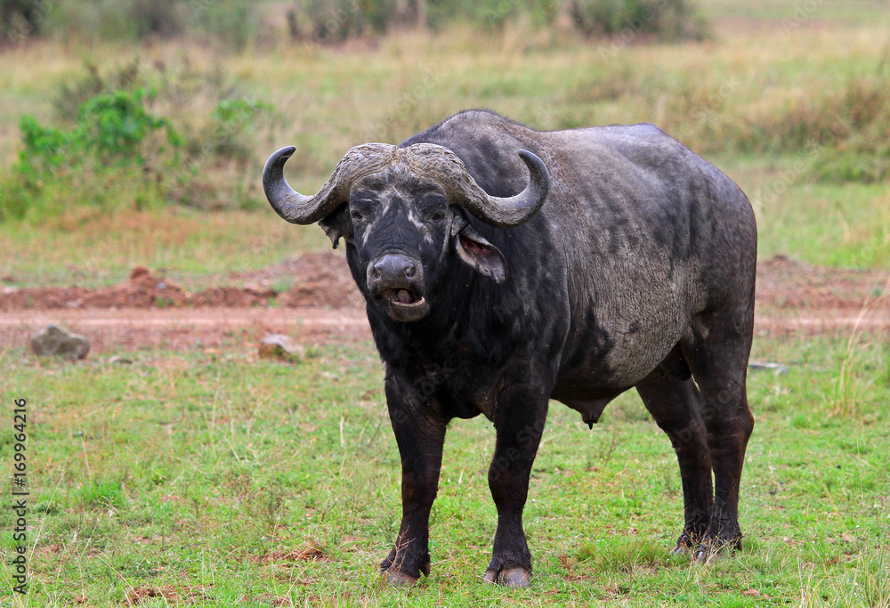 Large Female Cape Buffalo standing on the lush African plains with mouth open chewing.  Masai Mara, Kenya