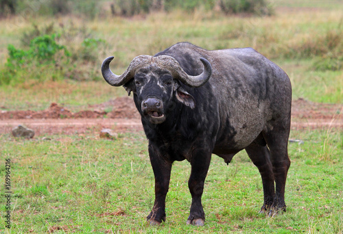 Fototapeta Naklejka Na Ścianę i Meble -  Large Female Cape Buffalo standing on the lush African plains with mouth open chewing.  Masai Mara, Kenya