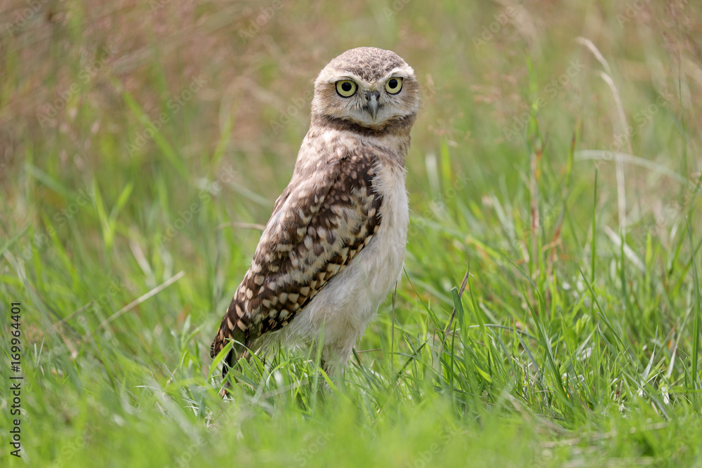 Burrowing Owl Burrowing Owl