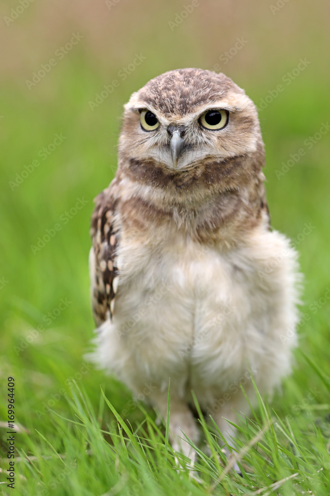Burrowing Owl Burrowing Owl