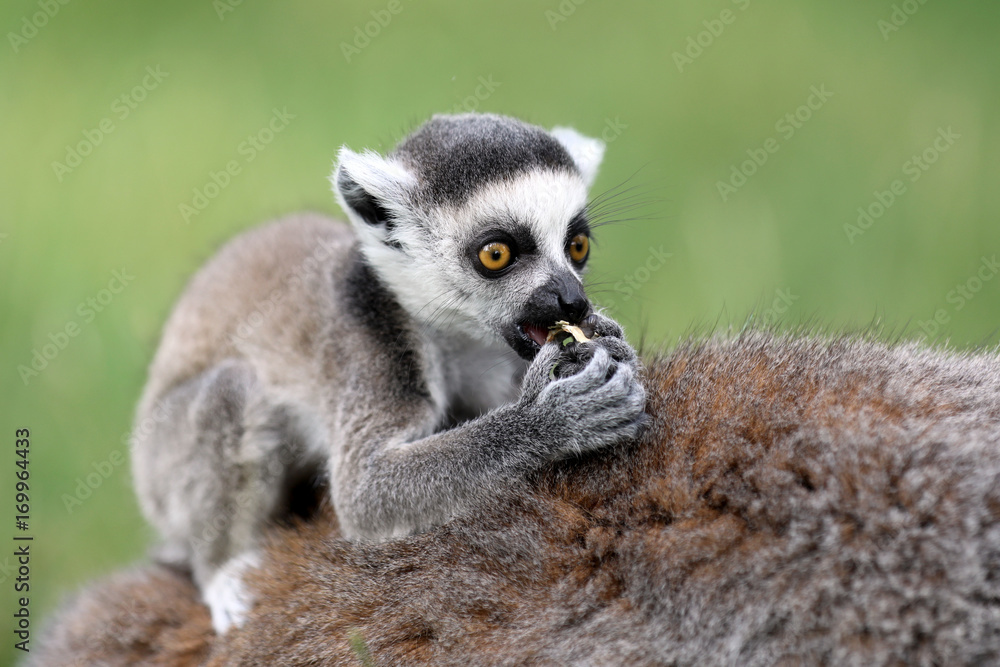 Obraz premium Ring-Tailed lemur baby