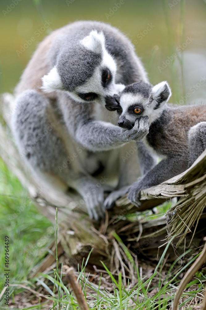 Obraz premium Ring-Tailed lemur