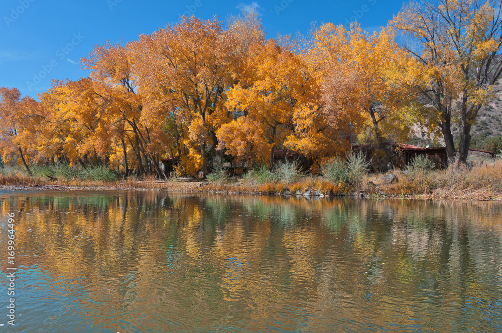 Fall Cottonwoods on the Rio Grande Fall Cottonwoods on the Rio Grande