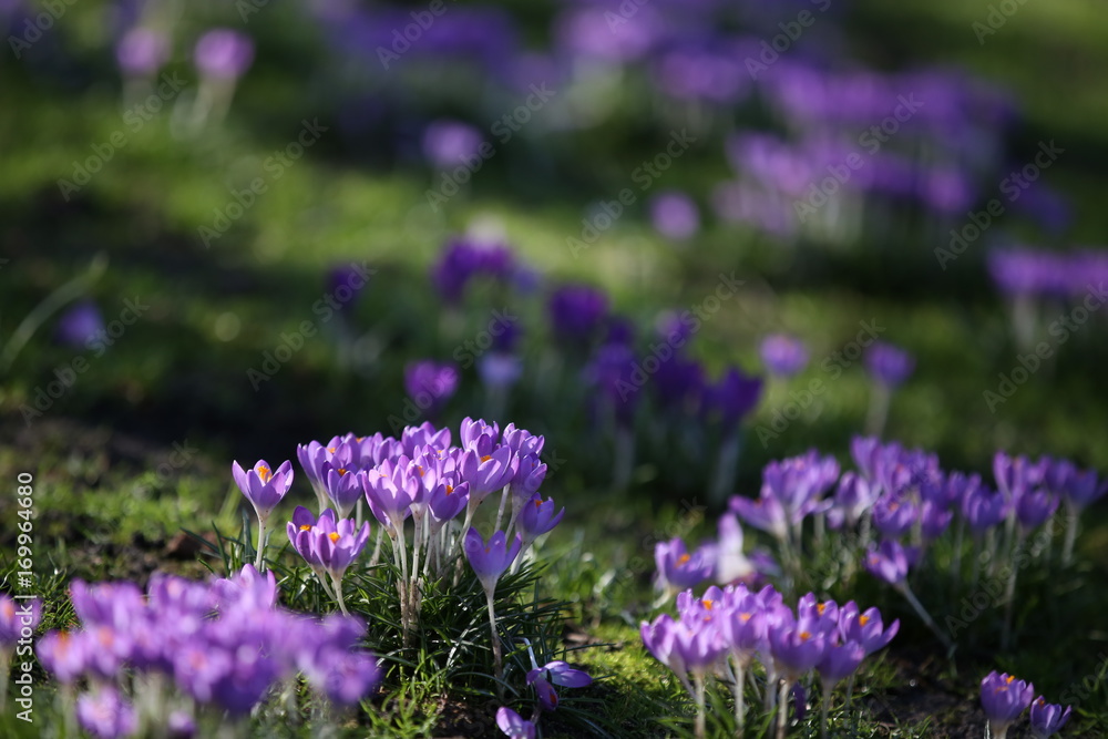 Obraz premium Crocuses