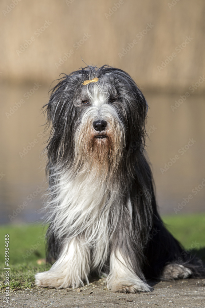 Bearded Collie