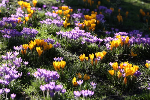 Crocuses