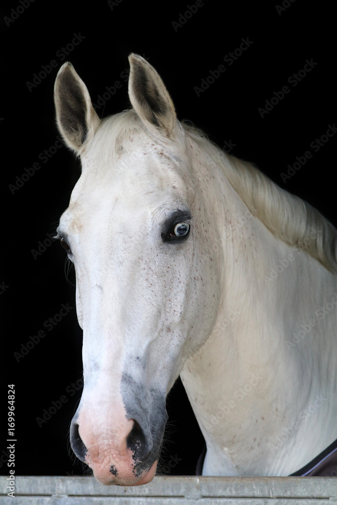 Fototapeta premium Horse in stable