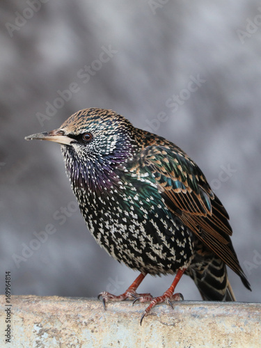 starling