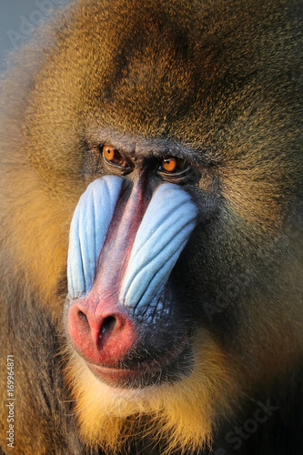 Tapety artystyczne Mandrill