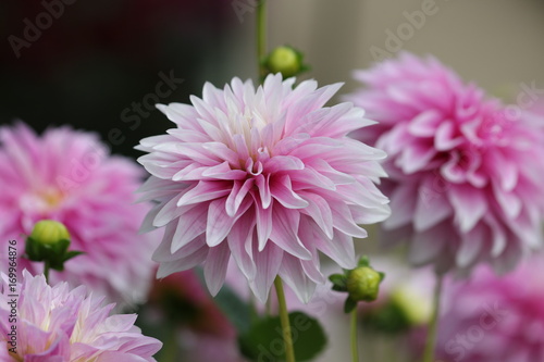 Fototapeta Naklejka Na Ścianę i Meble -  dahlia