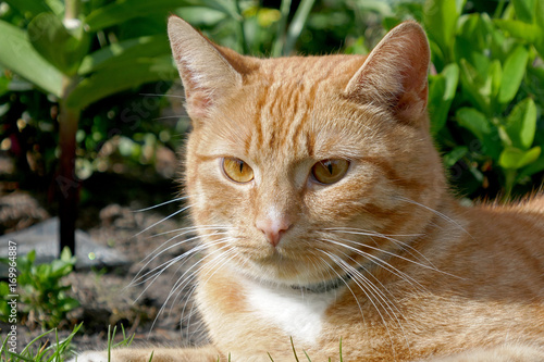Wallpaper Mural Red Cat Torontodigital.ca