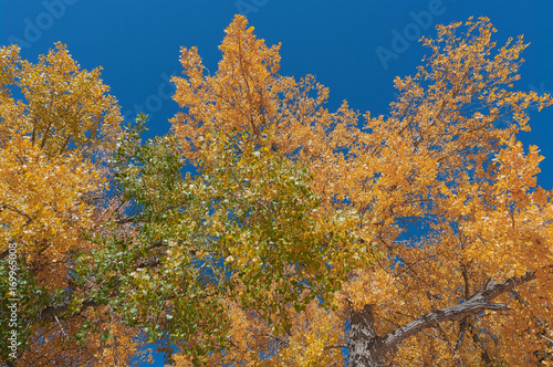 Autumn Cottonwoods