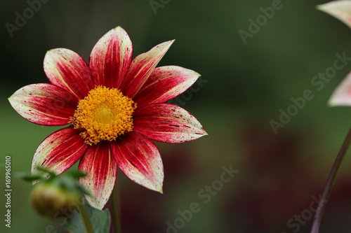 Fototapeta Naklejka Na Ścianę i Meble -  dahlia