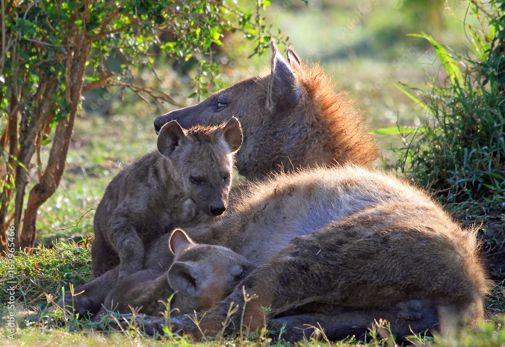 Two baby Hyenas with their Mother, one is suckling while Mum keeps alert.  Masai Mara, Kenya