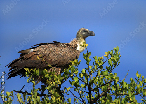 Black backed Vulture surveying the landscape while perched on a tree with a bright blue African sky