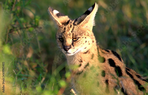 A serval Cat (Leptailurus serval)  sitting amongst tall grass and bushes in the Masai Mara National Park, Kenya photo