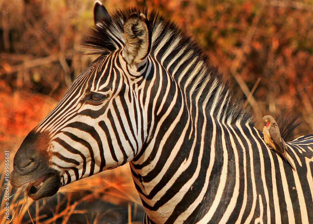 Fototapeta premium Close up of a Burchell Zebra Head with a golden sunlit colour