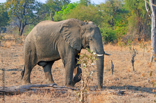 Large Elephant walking through the bush savannah 