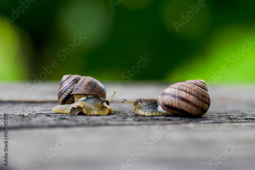Snail couple. Snail love analogy.Concept of love