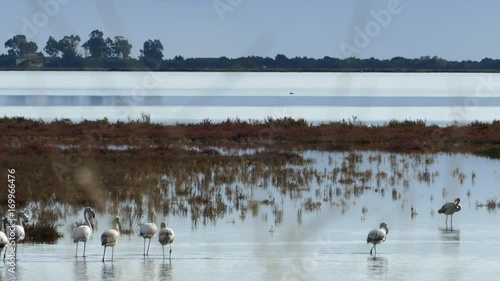 Group flamingos walking away in a lake at Ethniko Parko Limnothalasson Greece photo
