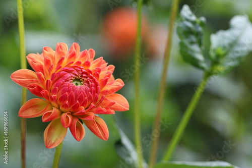 Fototapeta Naklejka Na Ścianę i Meble -  dahlia