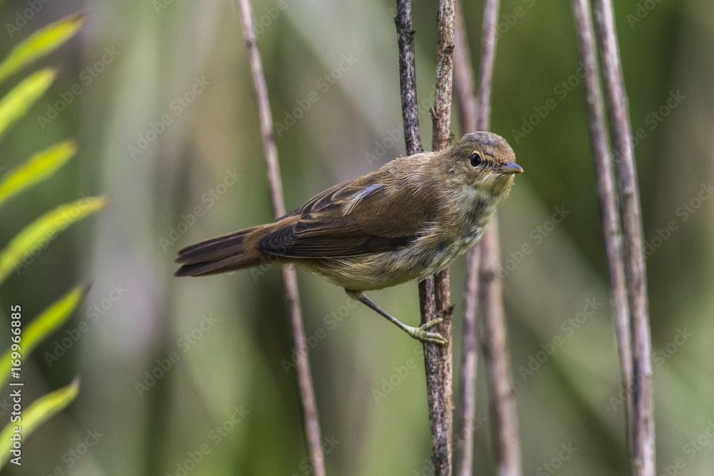 Teichrohrsänger (Acrocephalus scirpaceus) Teichrohrsänger (Acrocephalus scirpaceus)