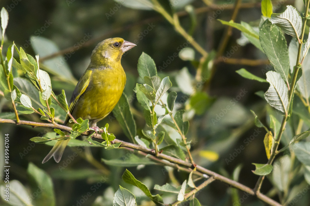 Grünfink (Carduelis chloris)