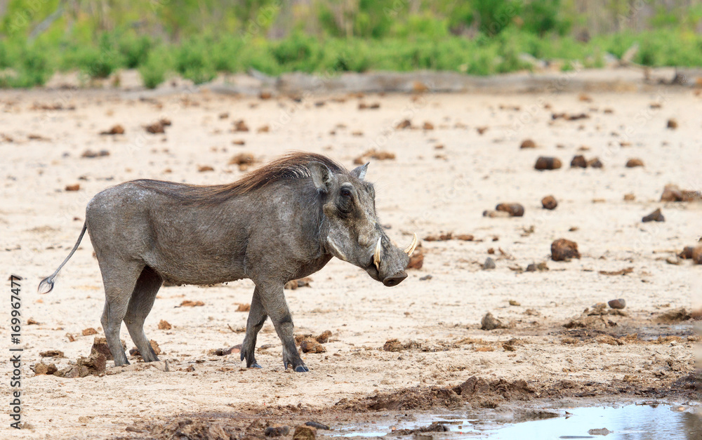 A lone Warthog standing alone on the dry dusty plains with a lush green bush in the background in Hwange , Zimbabwe A lone Warthog standing alone on the dry dusty plains with a lush green bush in the background in Hwange , Zimbabwe