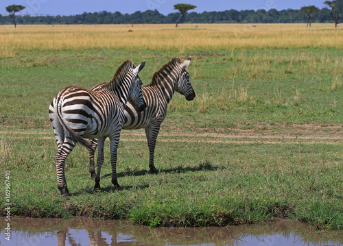 Two Burchells Zebra standing on the open plains of the Masai Mara with lush green plains and a blue sky  with a slight reflection in a small pool of water Kenya