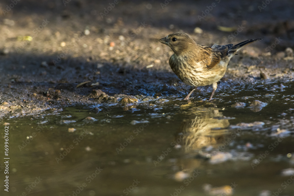 Bluthänfling (Carduelis cannabina) Bluthänfling (Carduelis cannabina)
