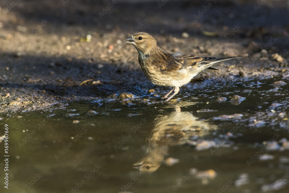Bluthänfling (Carduelis cannabina) Bluthänfling (Carduelis cannabina)
