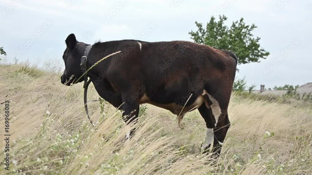 A bull of black color licks his body
A bull of black color licks his body