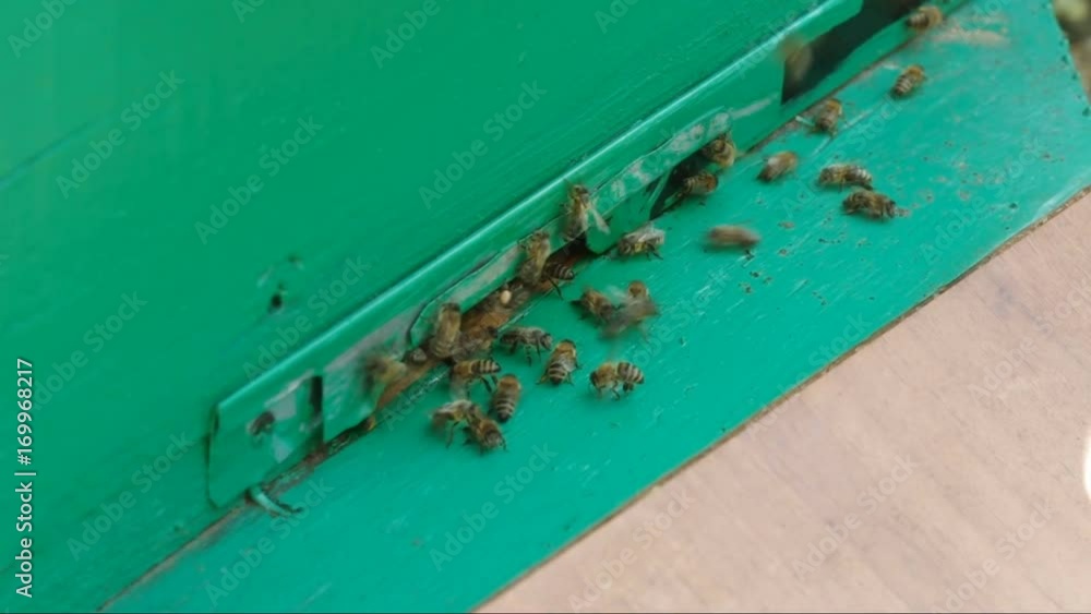 the Bees near beehive the Bees near beehive