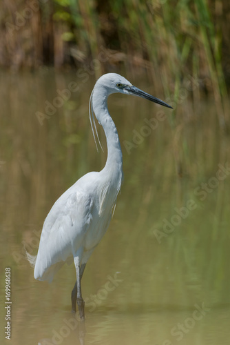 White egret, majestic bird standing in the lake 