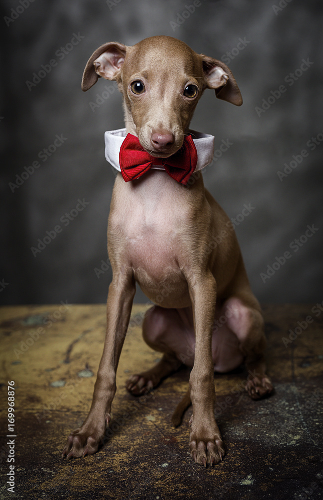 Portrait of little italian greyhound