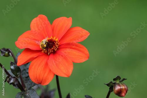 Fototapeta Naklejka Na Ścianę i Meble -  dahlia