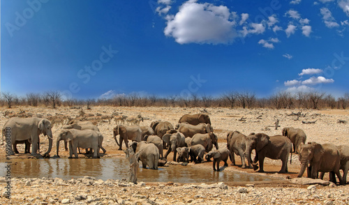 Large Herd of elephants drining from a waterhole in Etosha, on a lovely bright sunny day with good cloudscape sky - Namibia photo