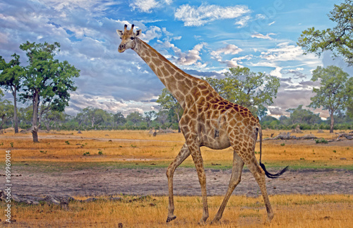 Photography Large Male giraffe walking on the African Plains with a wispy blue sky in Hwange