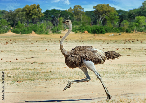 Papier peint Ostrich running across the vast open plains in Hwange , Zimbabwe
