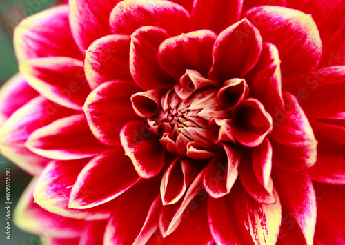 Fototapeta Naklejka Na Ścianę i Meble -  Closeup shot of red dahlia flower