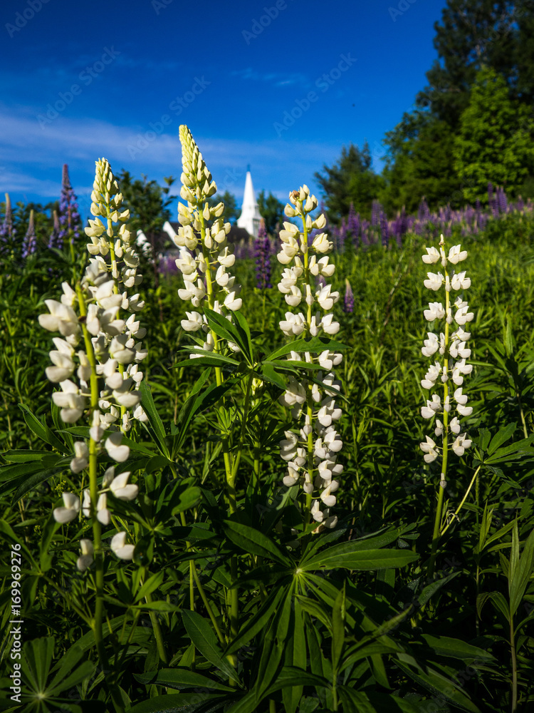 Fototapeta premium Lupine Field