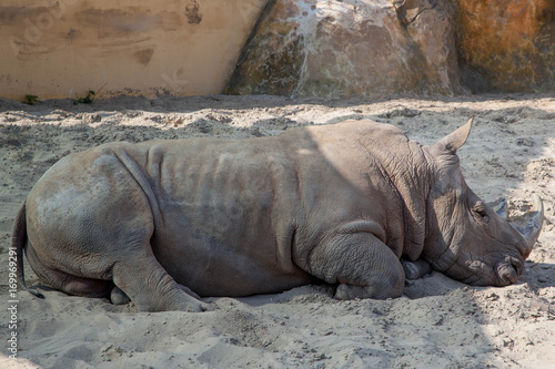 Small sleeping rhino baby at natural sand background