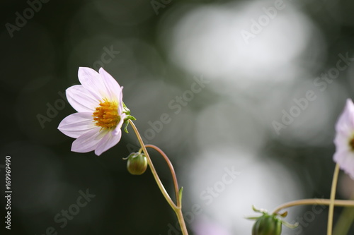 Fototapeta Naklejka Na Ścianę i Meble -  dahlia