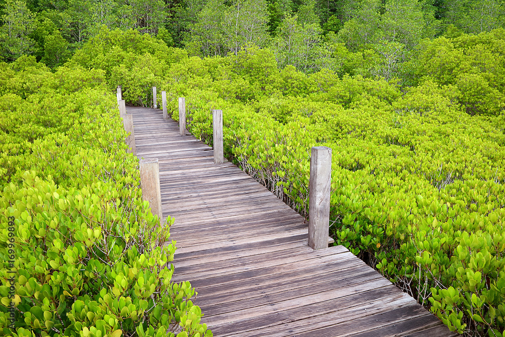 Wooden path in the bright green Spurred Mangrove or Indian Mangrove forest of Rayong province, Thailand