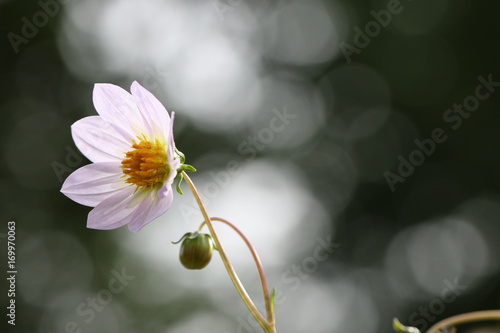Fototapeta Naklejka Na Ścianę i Meble -  dahlia