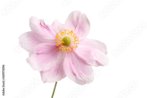 Pink anemone flower © Richard Griffin